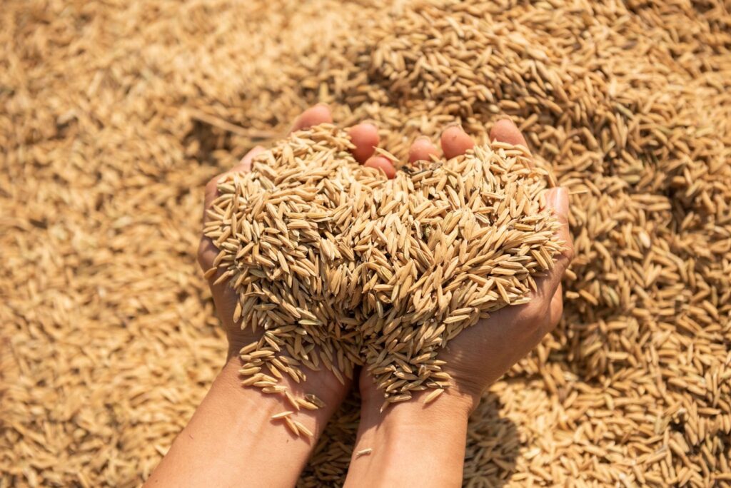 Premium Rice Grains